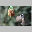 Parus ater - Tannenmeise 02.jpg